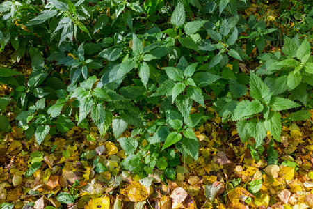 Stinging nettle in the garden