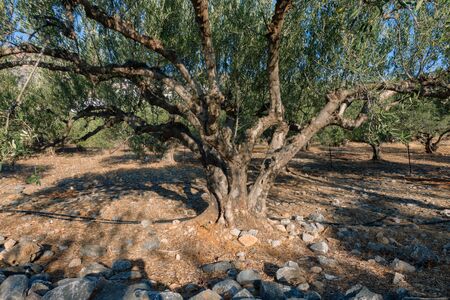 The old olive tree in the morningの写真素材