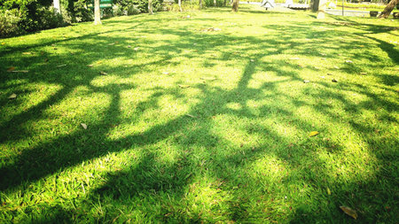 Tree shadow on the green grass.の素材