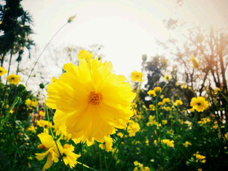 Summer Yellow flowers on sunny dayの素材