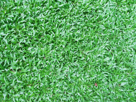 Green grass nature wallpaperの素材