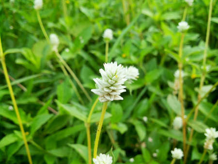 White grass flower green nature and wallpaperの素材