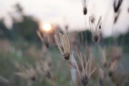 grass flower on sunset soft blur nature background,の写真素材