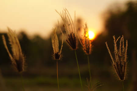 spring grass flower on sunset soft blur nature backgroundの写真素材