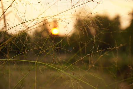 grass flower on sunset backgroundの写真素材