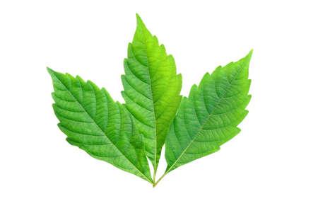 green leaf isolated on a white backgroundの写真素材