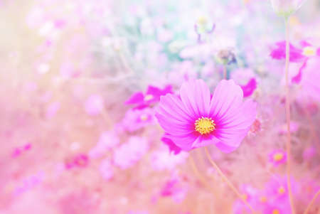 cosmos flower in soft blur pastel tone for backgroundの写真素材