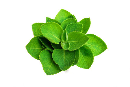 fresh green leaf mint isolated on a white background with copy space for textの写真素材