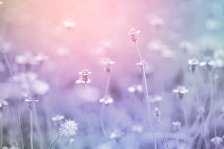 nature grass flower field in soft focus , pink and purple pastel background with sunlightの写真素材