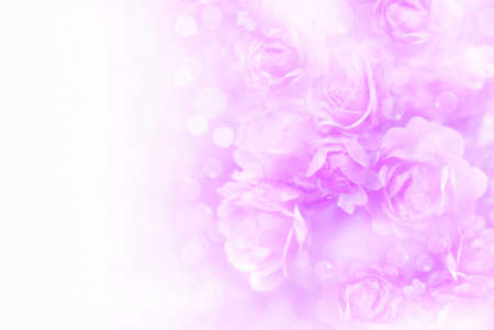 soft purple roses flower vintage background with copy spaceの写真素材