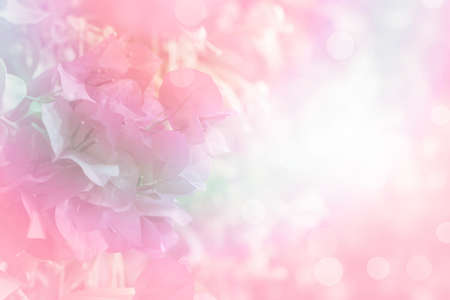 soft flower Bougainvillea vintage with filter background,copy spaceの写真素材