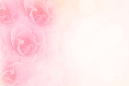 soft pink roses flower vintage background with copy spaceの写真素材