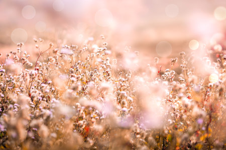 beautiful grass flower field with light of sunset background