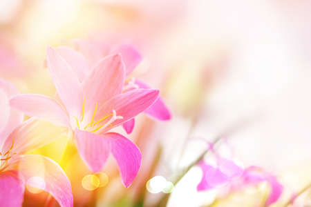 soft pink rain lilly flower romance backgroundの写真素材