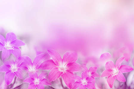 beautiful pink and purple rain lily flower on soft romance backgroundの写真素材