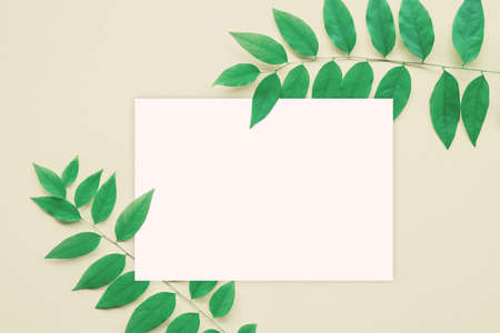 green leaves frame with white blank paper flat lay with copy spaceの写真素材