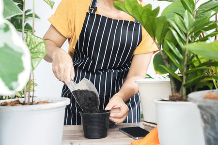 woman hand putting soil in a pot preparing to plant , female planting plants, flower indoors , hobby...