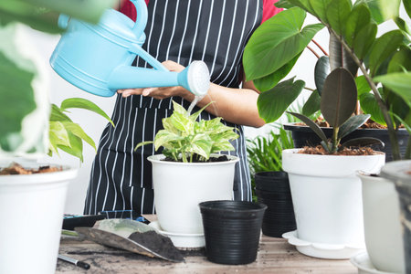 woman hand watering plants in a pot taking care of houseplants, female pouring water in to growing...