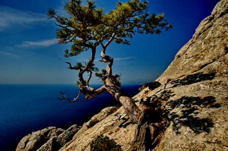 Pine   seaの写真素材