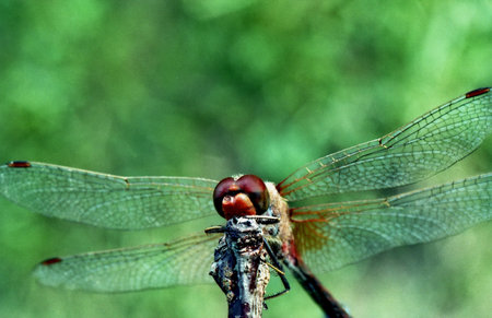 Dragon-fly