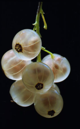 Currants  