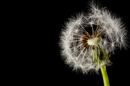 Dandelion seed head isolated on a black backgroundの写真素材