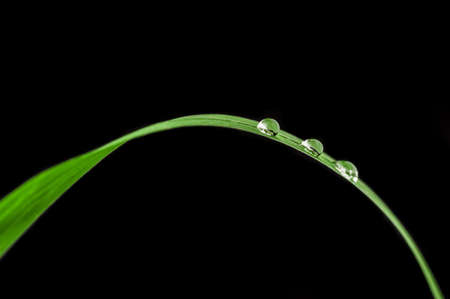 Green leaf with drops of water の写真素材