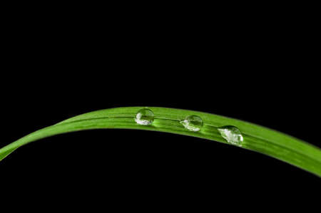 Green leaf with drops of water の写真素材