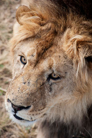 Lion maleの写真素材