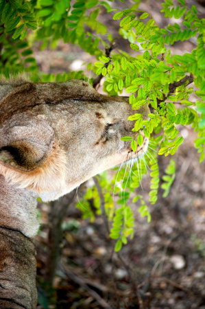 Lionessの写真素材