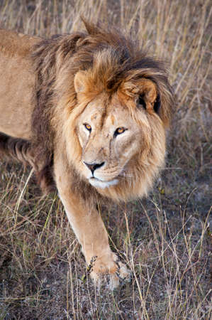 Lion male の写真素材