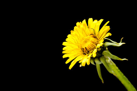 Flower of dandelion isolated on a black background