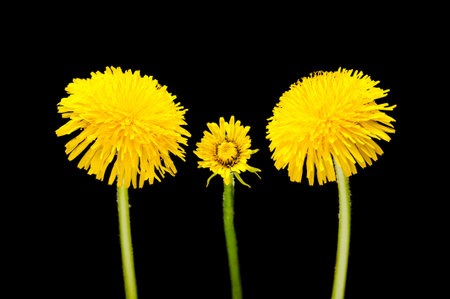 Flowers of dandelion isolated on a black background