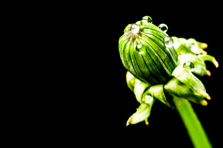 Bud of dandelion isolated on a black backgroundの写真素材