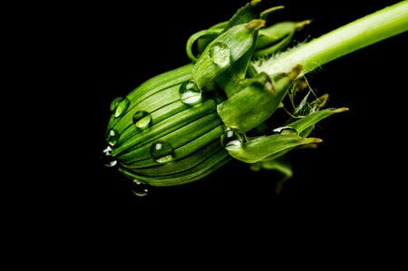 Bud of dandelion isolated on a black backgroundの写真素材