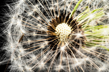 Dandelion seed head on a black background
