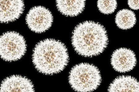Dandelion seed heads on a black background
