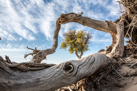 Ejin, Inner Mongolia forest sceneryの写真素材