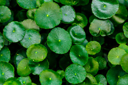 Green leavesの写真素材