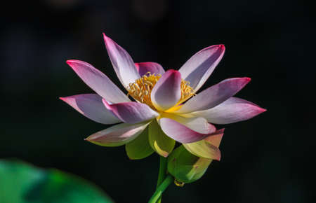 Sacred Lotusの写真素材