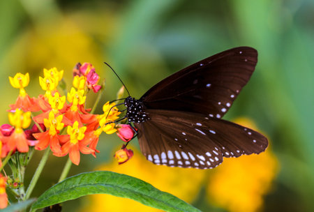 Close up to a butterfly の写真素材