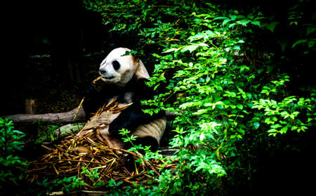 Pandaの写真素材