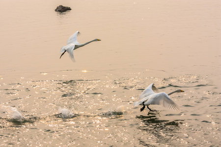 Swans take toの写真素材