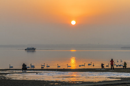 swansの写真素材