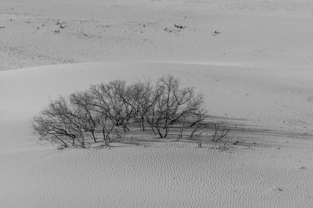 Desert plantsの写真素材