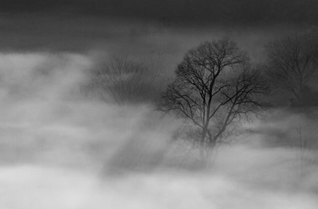 tree at cloud