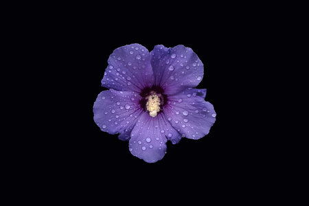 rain drops on an hibiscus after the rain.