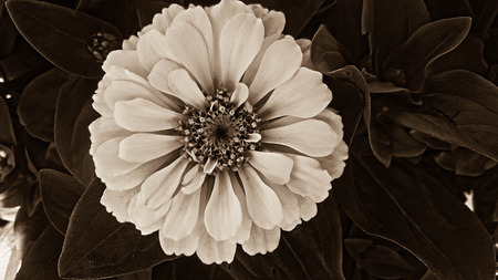 a flower done in black and white.の写真素材