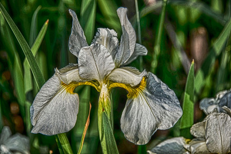 iris