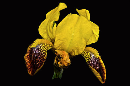 iris